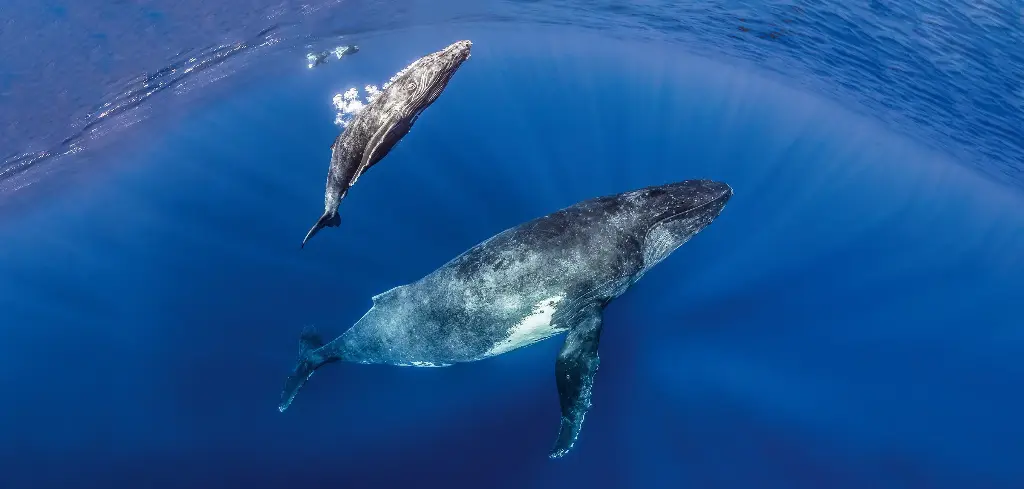 BK-XXL-Planet Ozean-Postkarte »Buckelwal-Mutter mit Kalb, Tahiti, Französisch Polynesien«