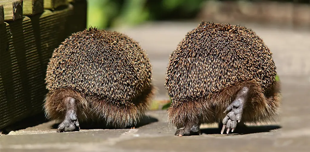 GEO-XXL-Postkarte »Doppelgänger«