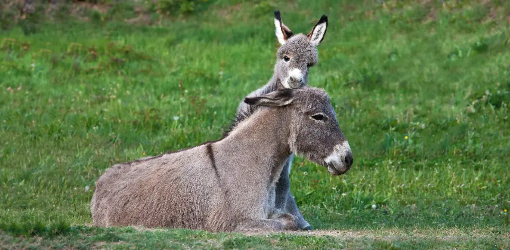GEO-XXL-Postkarte »Wesenstreu«