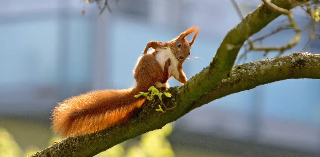 GEO-XXL-Postkarte »Freches Eichhörnchen«