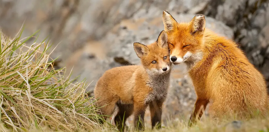 GEO-XXL-Postkarte »Füchse«