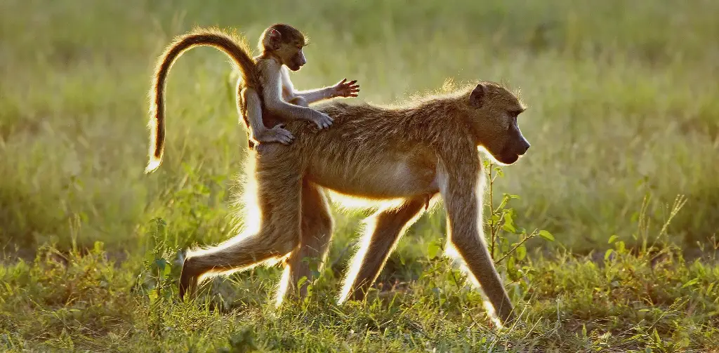 GEO-XXL-Postkarte »Reittier Mutter«