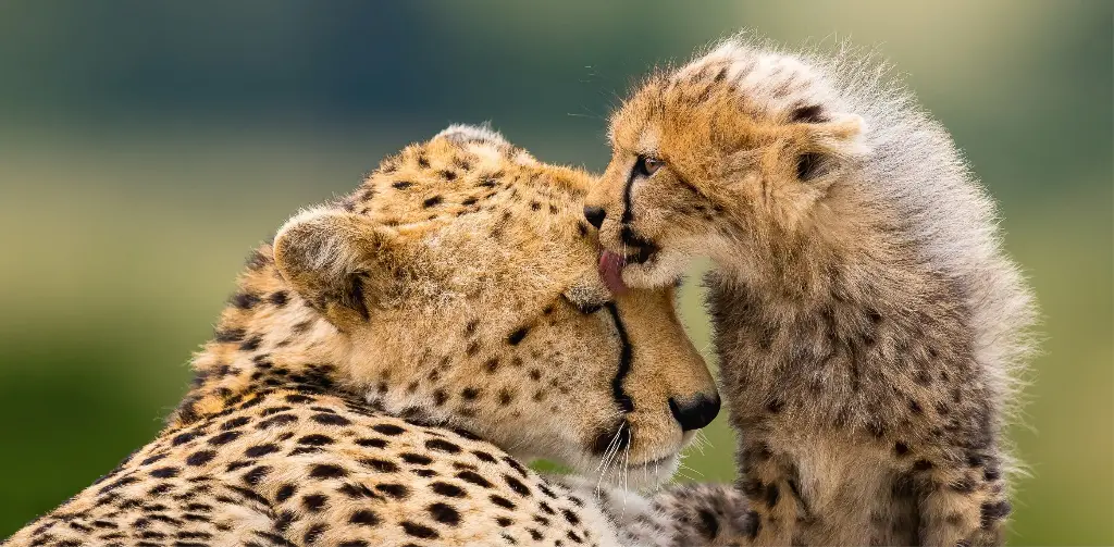 GEO-XXL-Postkarte »Geparden, Masai Mara, Kenia«