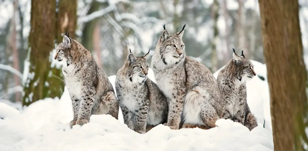 GEO-XXL-Postkarte »Junge Luchse«