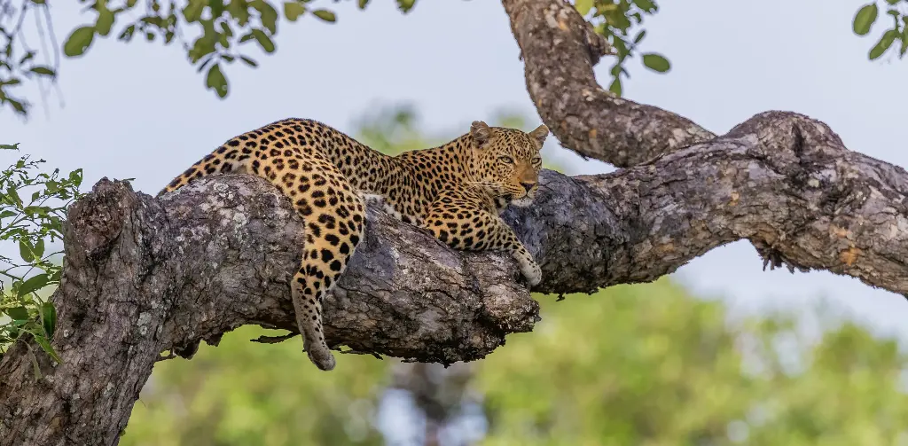 GEO-XXL-Postkarte »Leoparden«