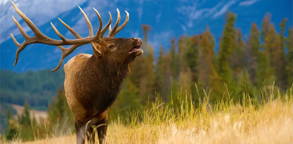 GEO-XXL-Postkarte »Brautschau«