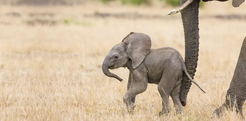 GEO-XXL-Postkarte »Mütterliche Schubkraft«