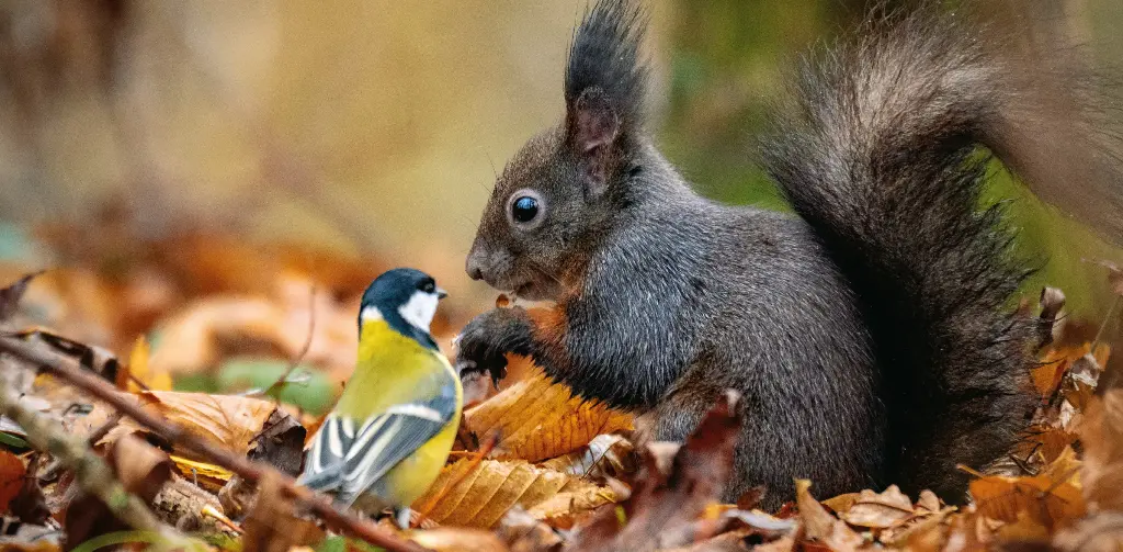 GEO-XXL-Postkarte »Meise und Eichhörnchen«