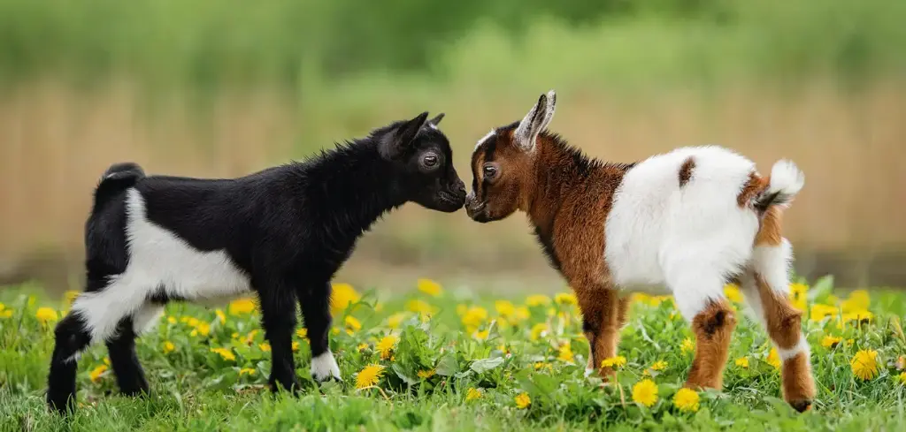 GEO-XXL-Postkarte »Ziegen«