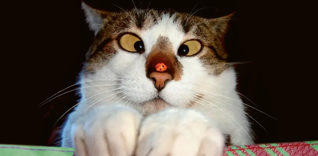 BK-XXL-Postkarte »o.T.«