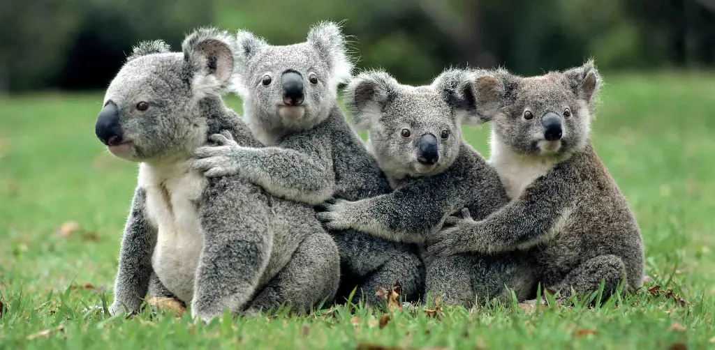 BK-XXL-Postkarte »Koala-Gruppe«