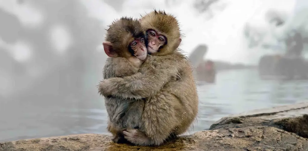 BK-XXL-Postkarte »Japanmakaken«