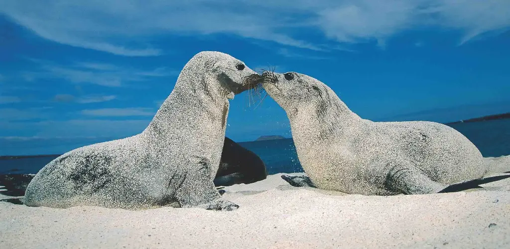 BK-XXL-Postkarte »Galápagos-Seelöwen«