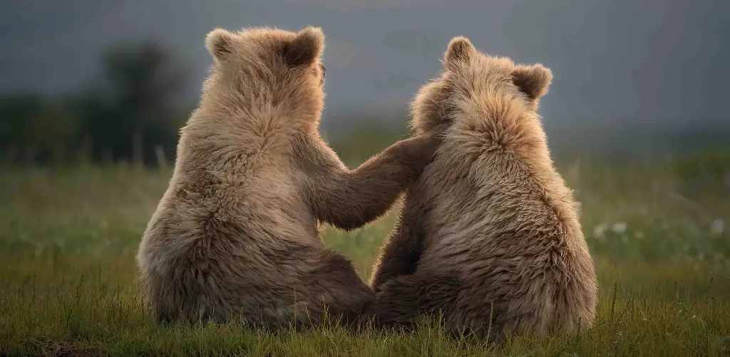 BK-XXL-Postkarte »Braunbären«