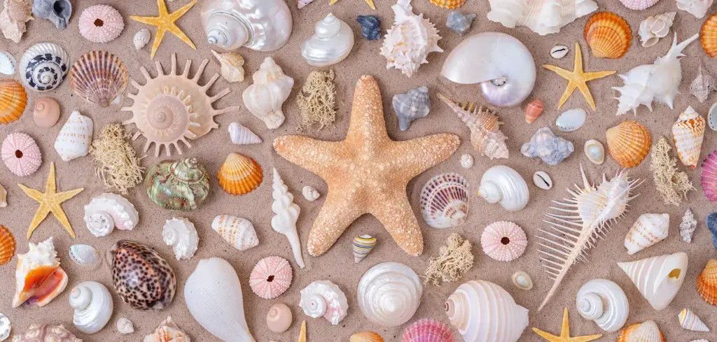 BK-XXL-Postkarte »Muscheln«