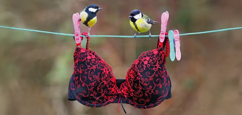 BK-XXL-Postkarte »Meisen«