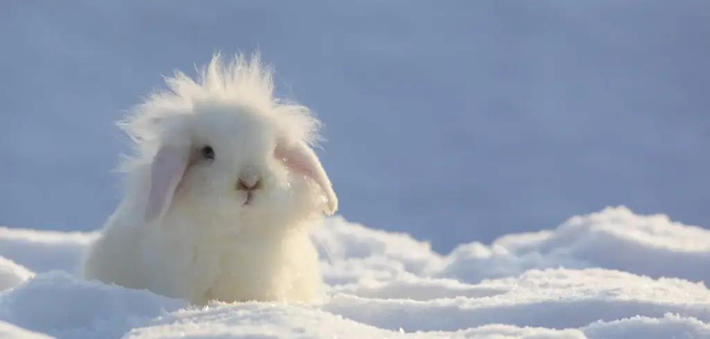 BK-XXL-Postkarte »Schneehase«