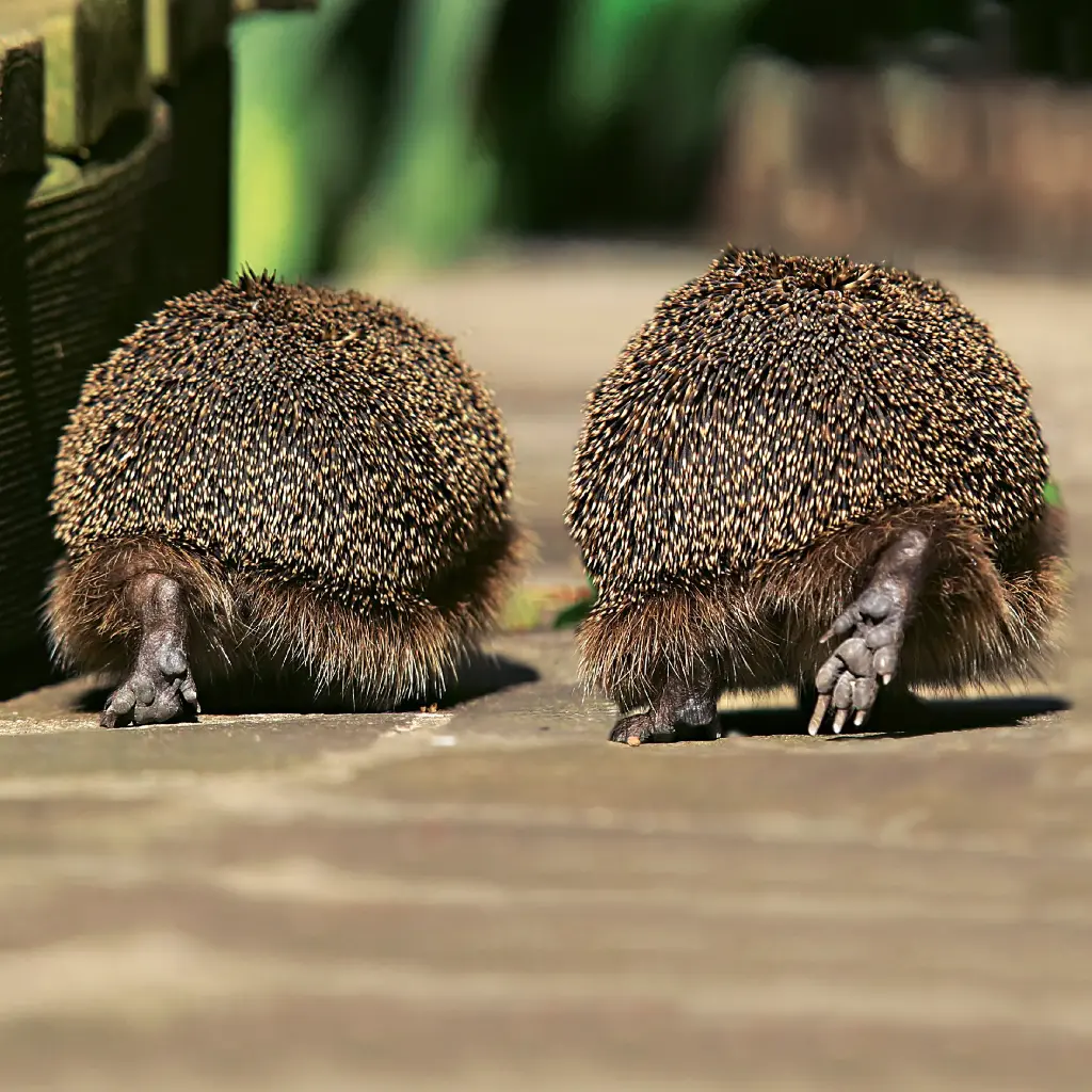 GEO-Doppelkarte »Doppelgänger«