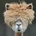 GEO-Doppelkarte »Wolliges Neuweltkamel«