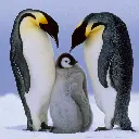 GEO-Doppelkarte »Rekordtaucher«