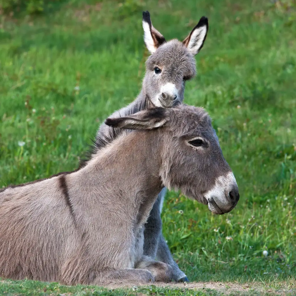 GEO-Doppelkarte »Wesenstreu«