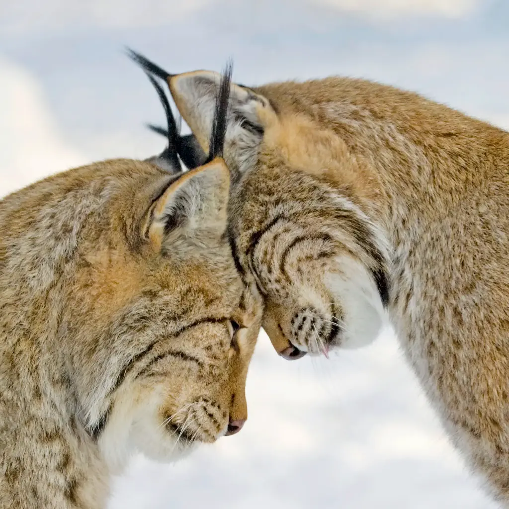 GEO-Doppelkarte »Kopfzerbrechen«