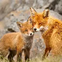 GEO-Doppelkarte »Füchse«