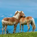 GEO-Doppelkarte »Pferdeflüstern?«