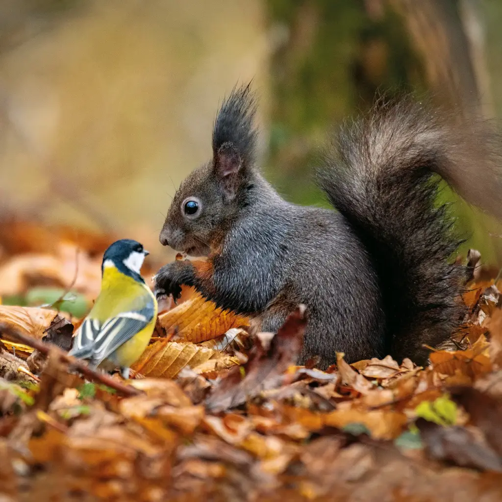 GEO-Doppelkarte »Meise und Eichhörnchen«