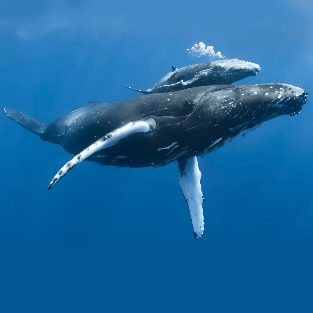 GEO-Doppelkarte »Walmutter und Kind«