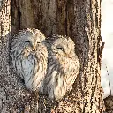 GEO-Doppelkarte »Eulen im Winter«