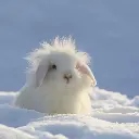 GEO-Doppelkarte »Schneehase«