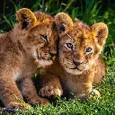 GEO-Doppelkarte »Löwenbabys«