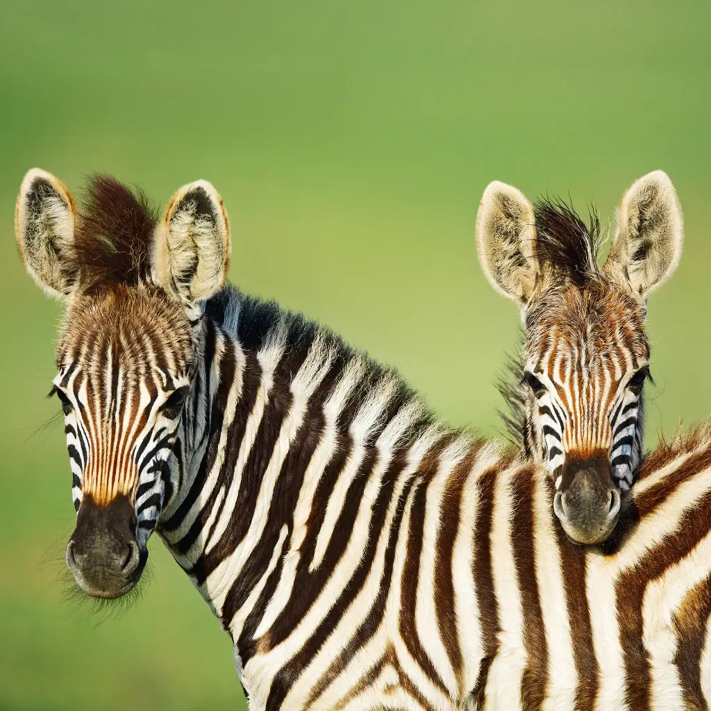 BK-Doppelkarte »Burchell's Zebra«