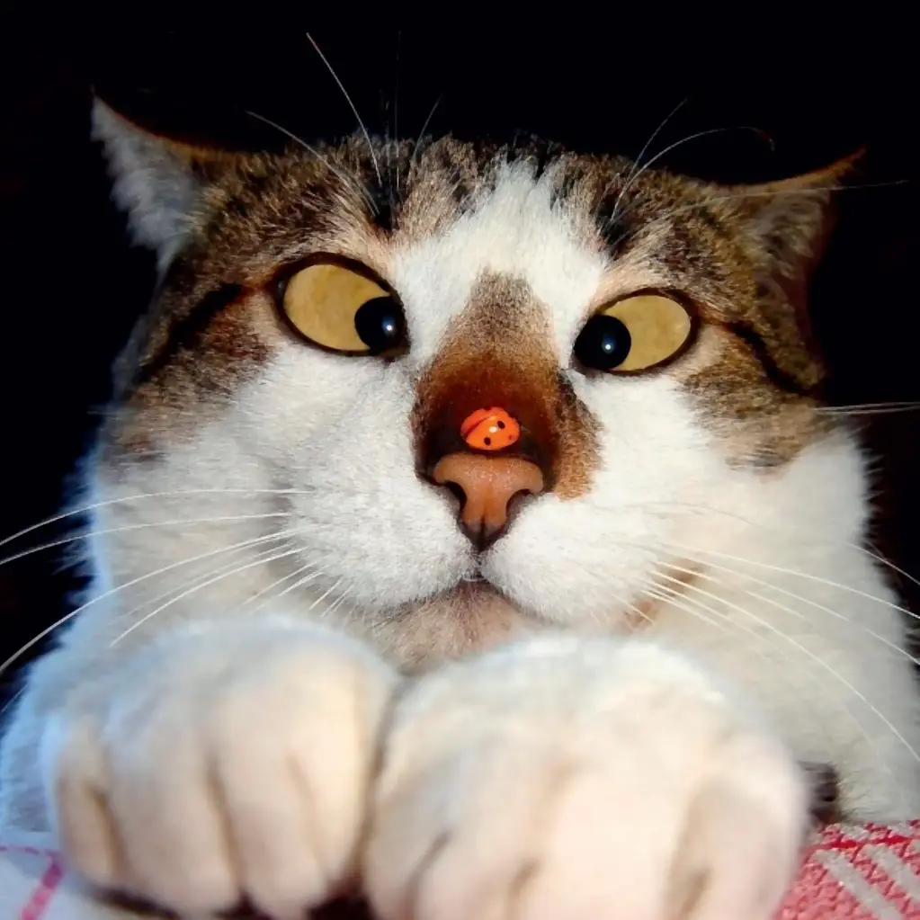 BK-Doppelkarte »o.T.«