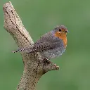 BK-Doppelkarte »Rotkehlchen«