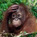 BK-Doppelkarte »Orang-Utan«