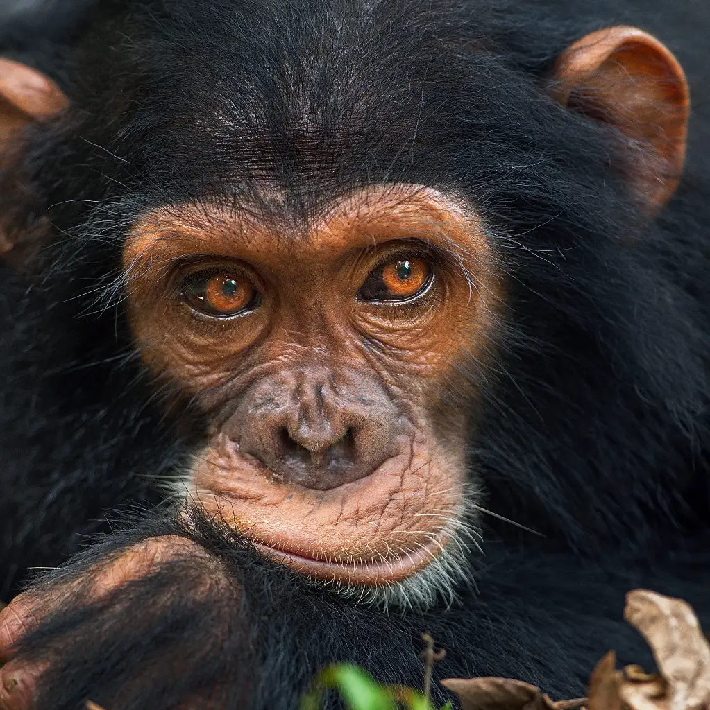 BK-Doppelkarte »Schimpanse«