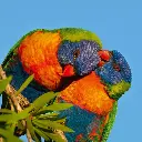 BK-Doppelkarte »Papageienpaar«