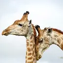 BK-Doppelkarte »Giraffenpaar«