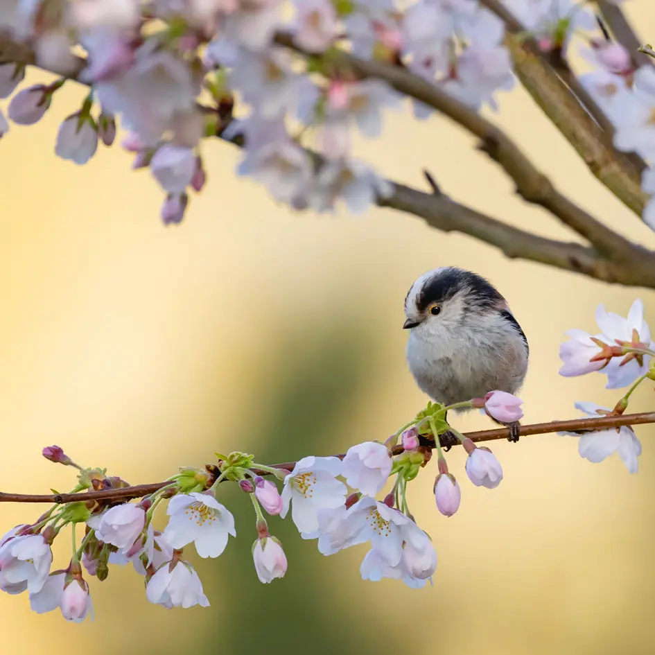 BK-Doppelkarte »Schwanzmeise«