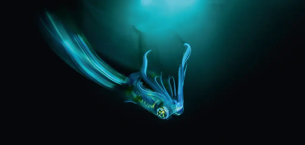 BK-XXL-Planet Ozean-Postkarte »Riffkalmar bei Nacht«