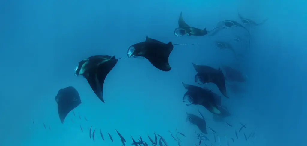 BK-XXL-Planet Ozean-Postkarte »Riss-Mantarochen beim Filtrieren von Plankton«