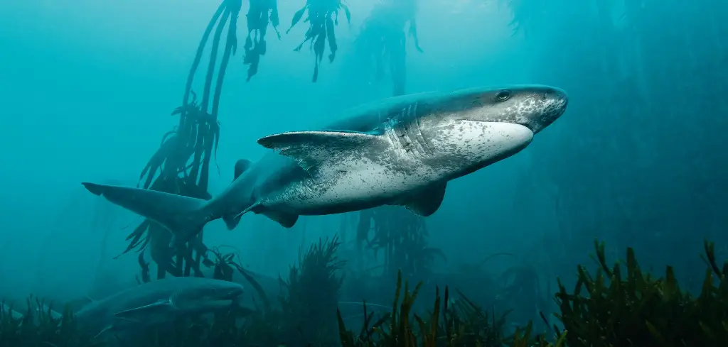 BK-XXL-Planet Ozean-Postkarte »Breitnasen-Siebenkiemerhai schwimmt durch den Kelpwald«