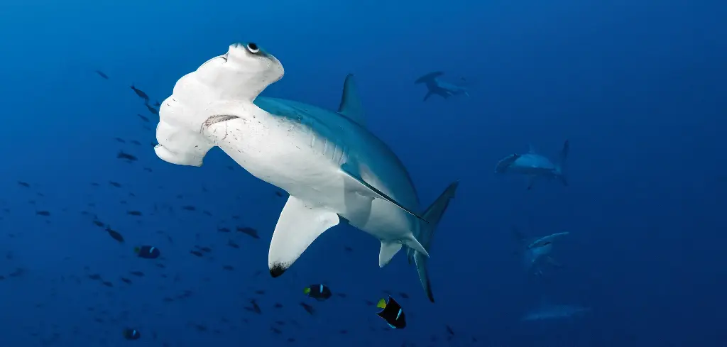 BK-XXL-Planet Ozean-Postkarte »Bogenstirn-Hammerhai, Malpelo, Kolumbien«