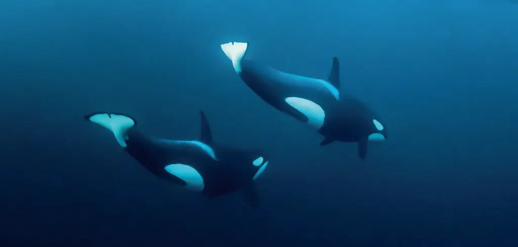 BK-XXL-Planet Ozean-Postkarte »Orcas in Norwegen«