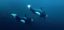 BK-XXL-Planet Ozean-Postkarte »Orcas in Norwegen«