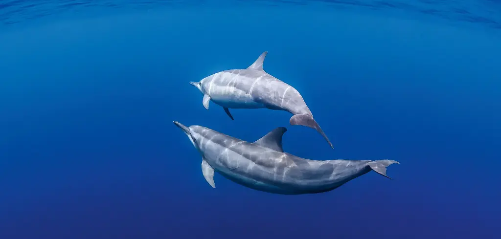 BK-XXL-Planet Ozean-Postkarte »Zwei Ostpazifische Delfine, Raja Ampat, Indonesien«