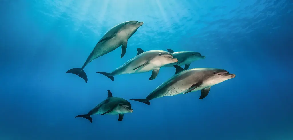 BK-XXL-Planet Ozean-Postkarte »Schule von großen Tümmlern, Ägypten«