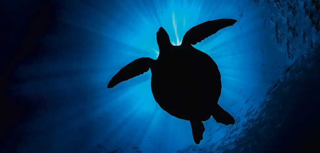 BK-XXL-Planet Ozean-Postkarte »Karettschildkröte im Gegenlicht, Tahiti«